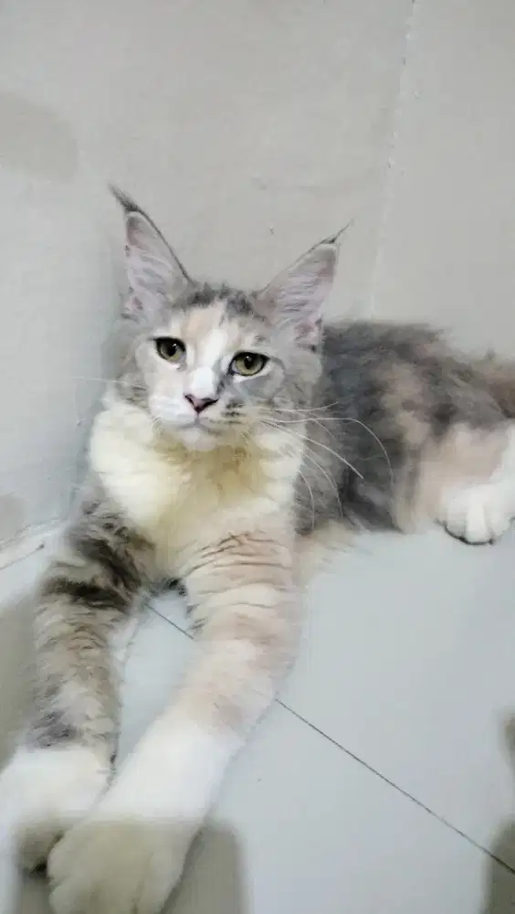 Mainecoon pure female cantik