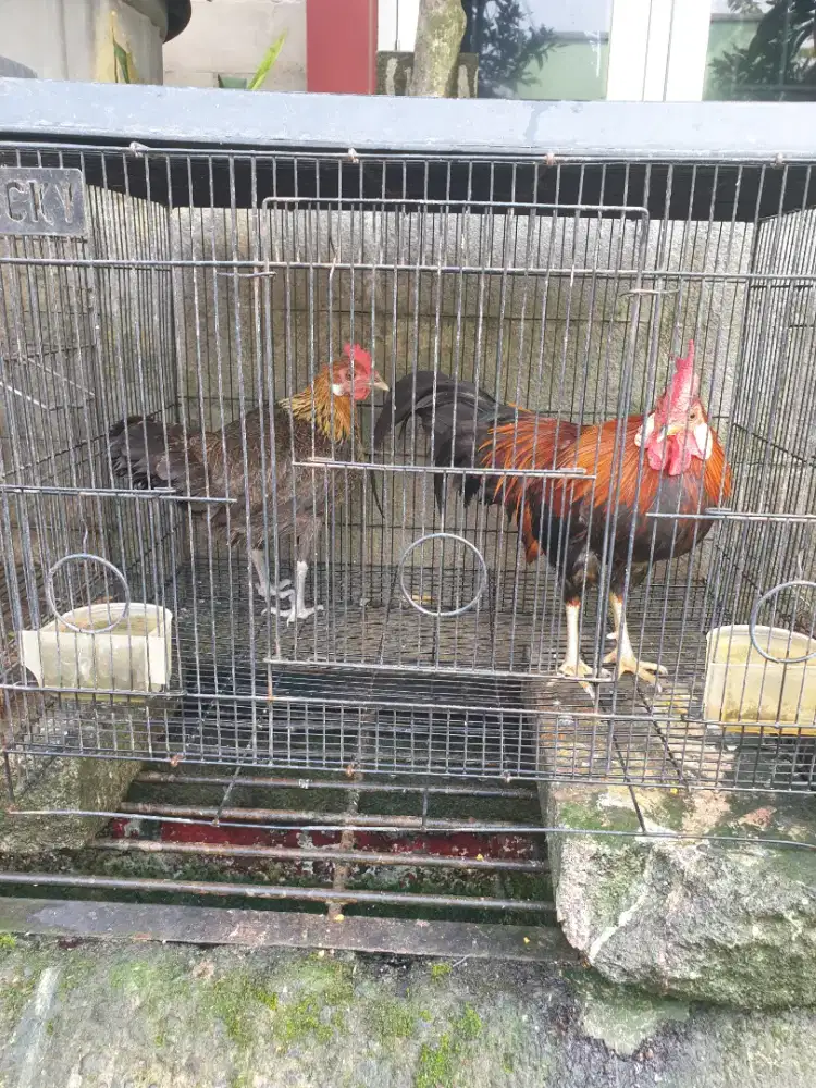 JUAL CEPAT SEPASANG AYAM HUTAN SUMATERA