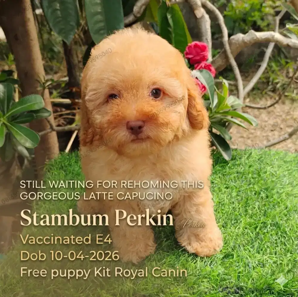 Tiny poodle Jantan Apricot