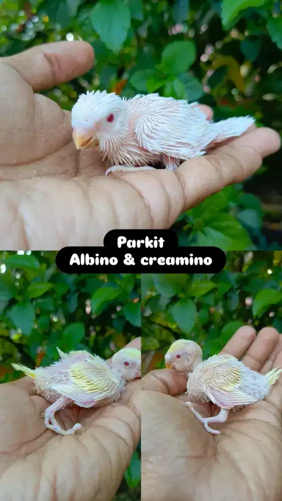 Lolohan parkit mutasi