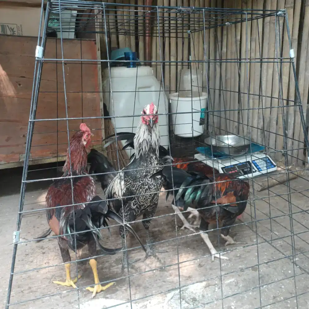 Ayam kampung jago