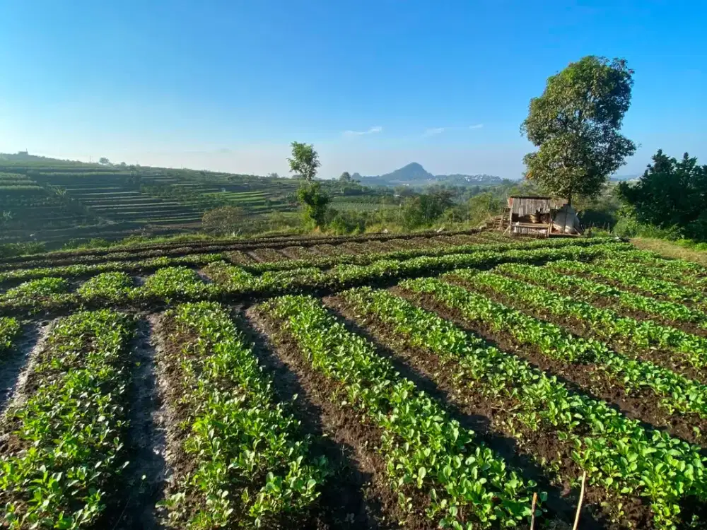 Tanah Strategis View Alam di Bumiaji Batu. Dekat Wisata Petik Apel, Pasar Induk Among Tani Kota Batu, Alun-Alun Kota Batu, Selecta, Coban Talun, Balai