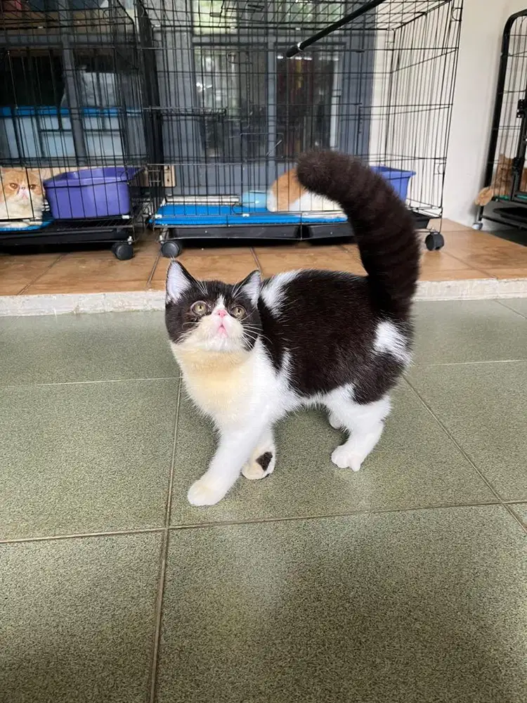 EXOTIC SHORTHAIR/PEAKNOSE KITTEN