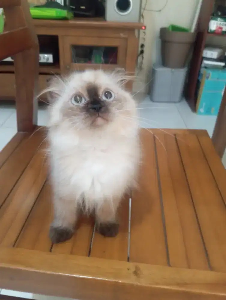 Kitten scottish fold ( gaelic NS)