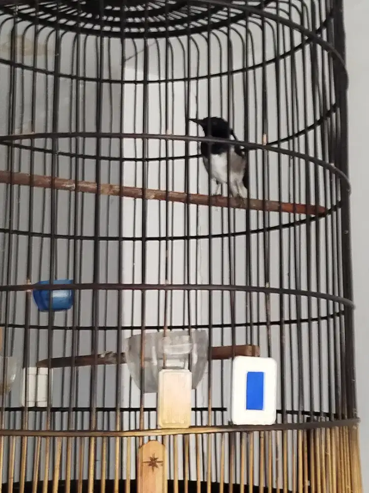 Jual burung Kacer Jawa barat gacor