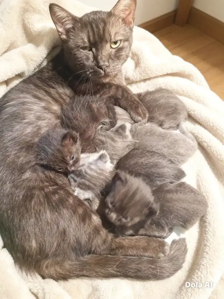 Indukan munchkin plus anak 4 ekor mix BSH