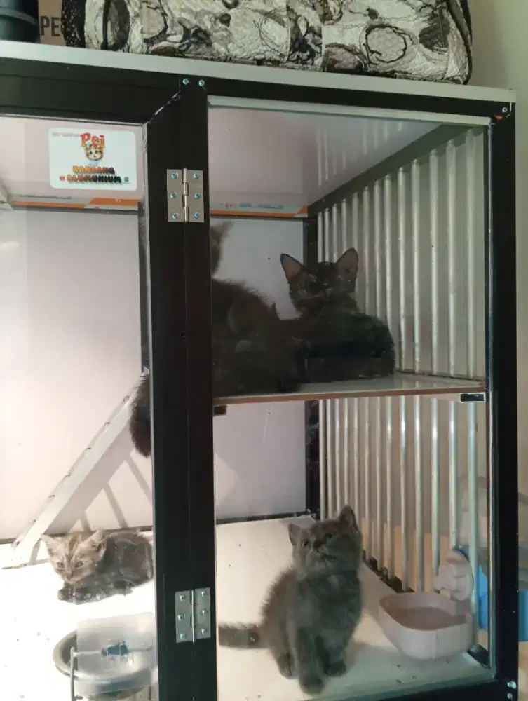 munchkin 3 ekor dan NS 2 ekor borongan