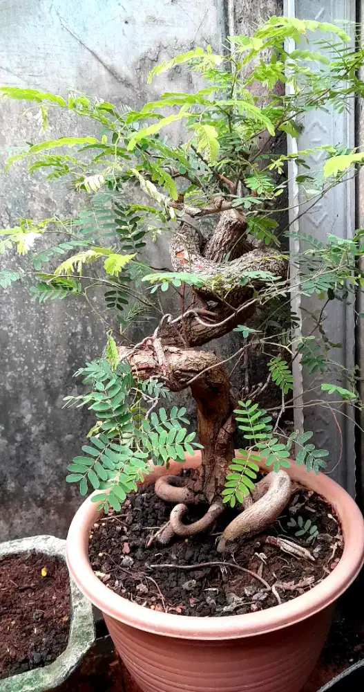 Jual bonsai asam