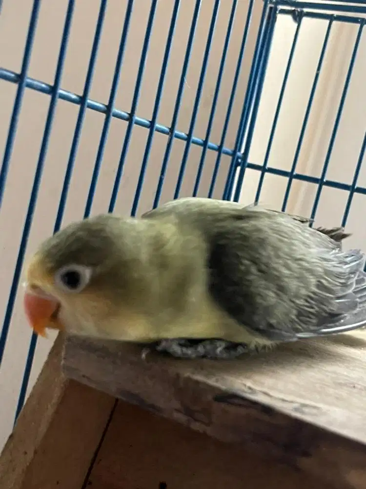 Love bird Paud lokasi Kedoya jakbar