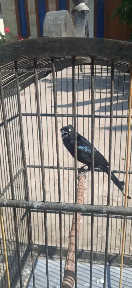 Burung awar awar