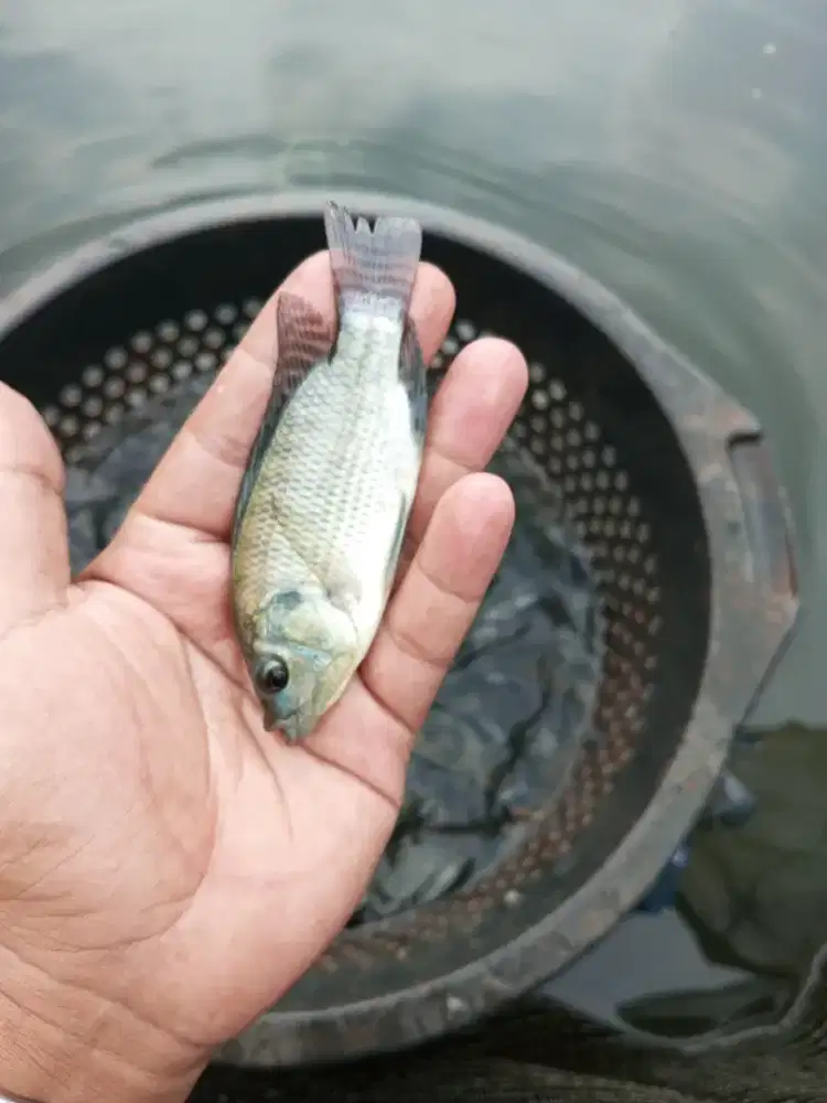 Bibit ikan nila hitam monosex ukuran 2 jari paket 500e