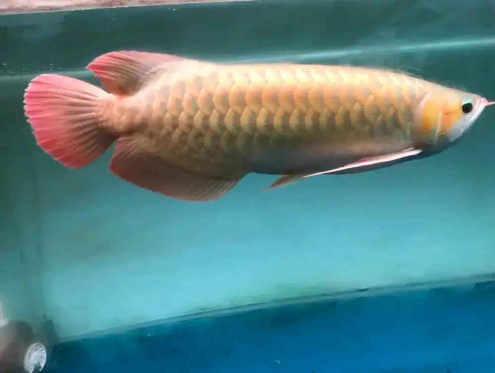 Super red sumo arowana sr arwana sr sumo