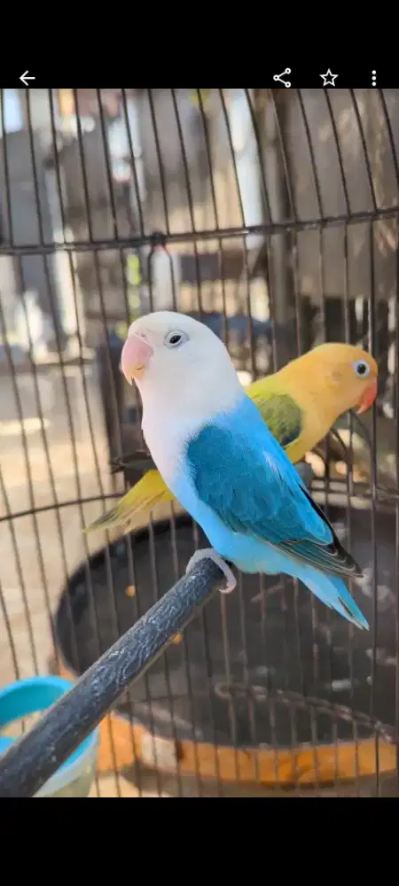 Jual Lovebird bio , lobet sepasang jantan betina