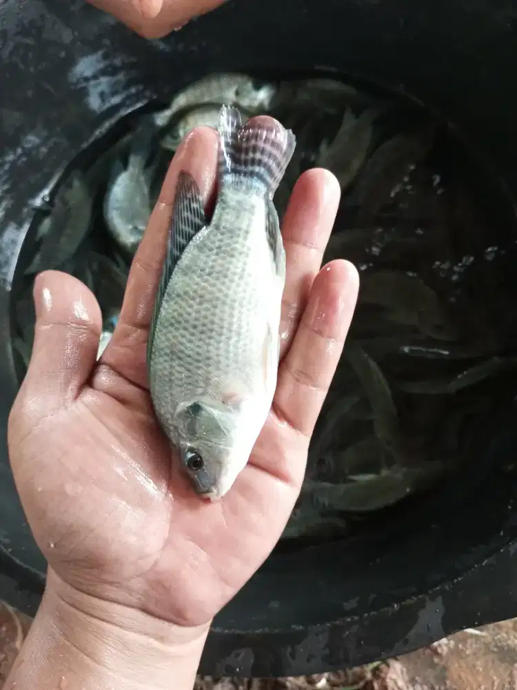 Bibit ikan nila hitam ukuran 3 jari paket 500e