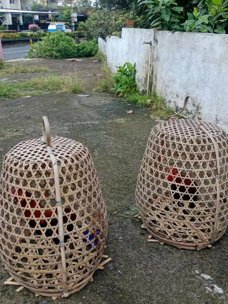 Ayam imfort borongan