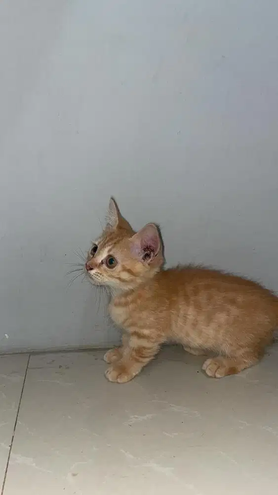 Kucing munchkin