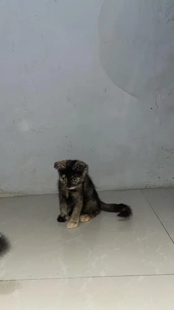 Scottish fold black tortie