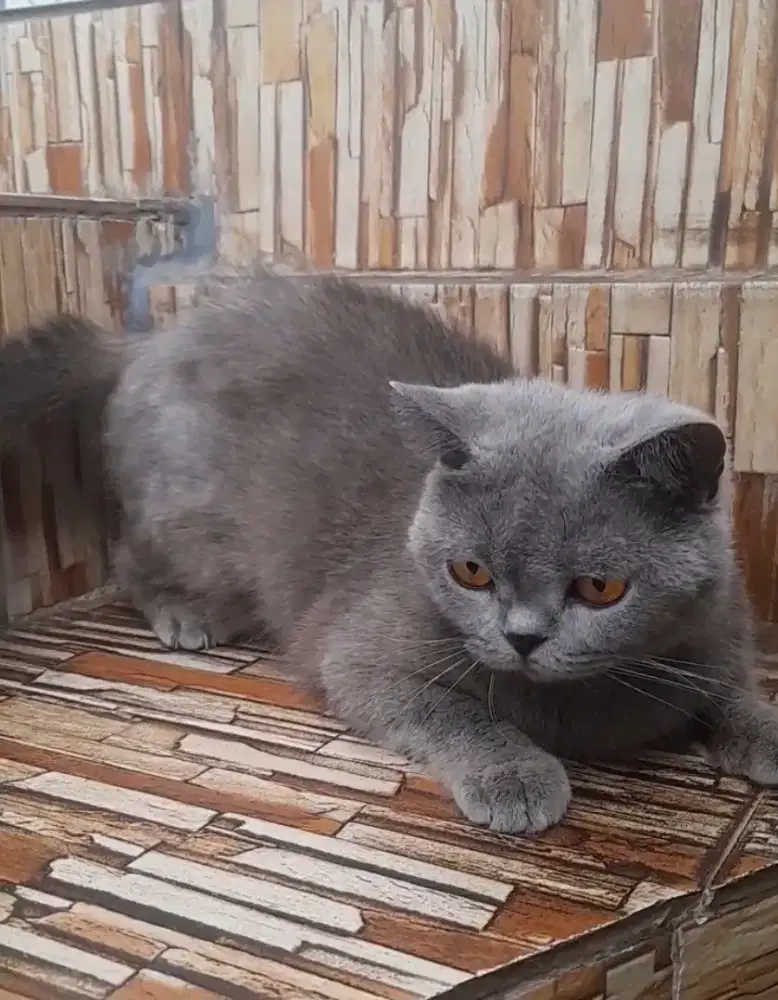 British shorthair betina