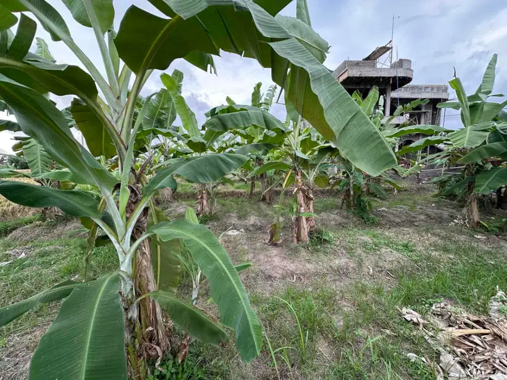 Tanah Asri Dikelilingi Sawah Dekat Kampus Mediterranean Bali