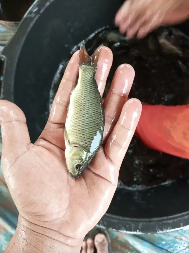 Bibit ikan mas paket 500e ukuran 2 jari