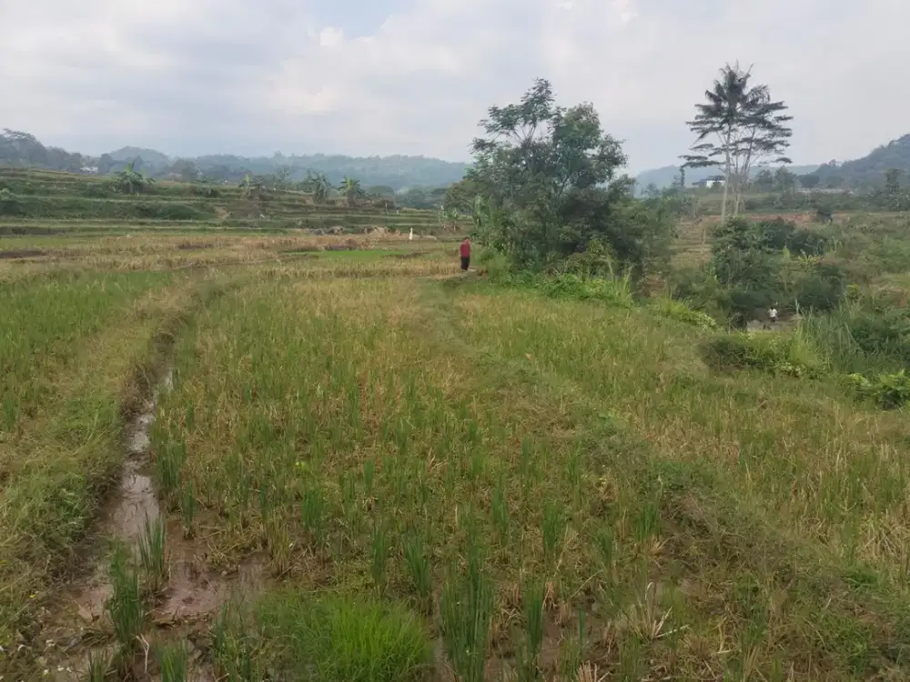Dijual Sawah Produktif Di Doplang, Karangpandan Karanganyar