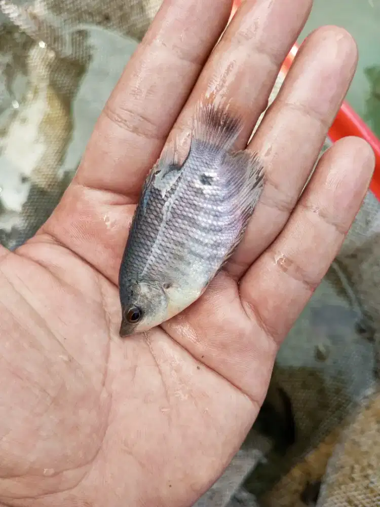 Bibit ikan gurame paket 250e