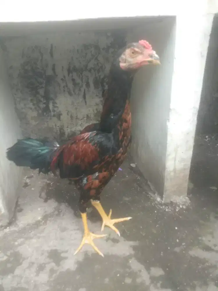Ayam Bangkok ×pakoi