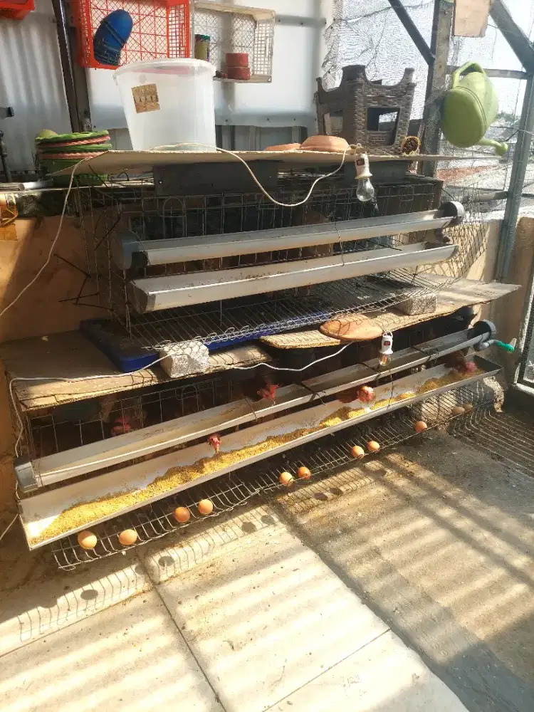 Ayam Petelur 16 Ekor + Kandang nya
