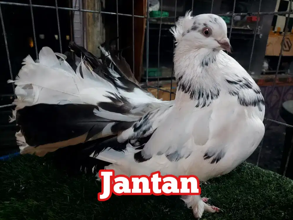 Merpati Kipas If Trah Jantan indukan