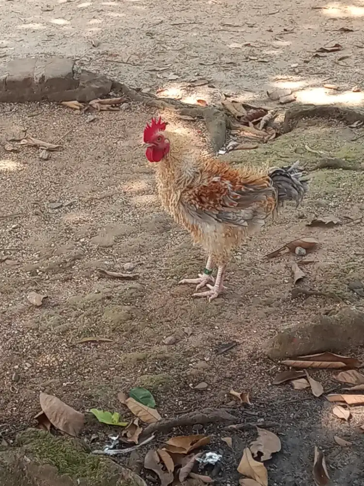 Ayam kampung rintik 2 ekor