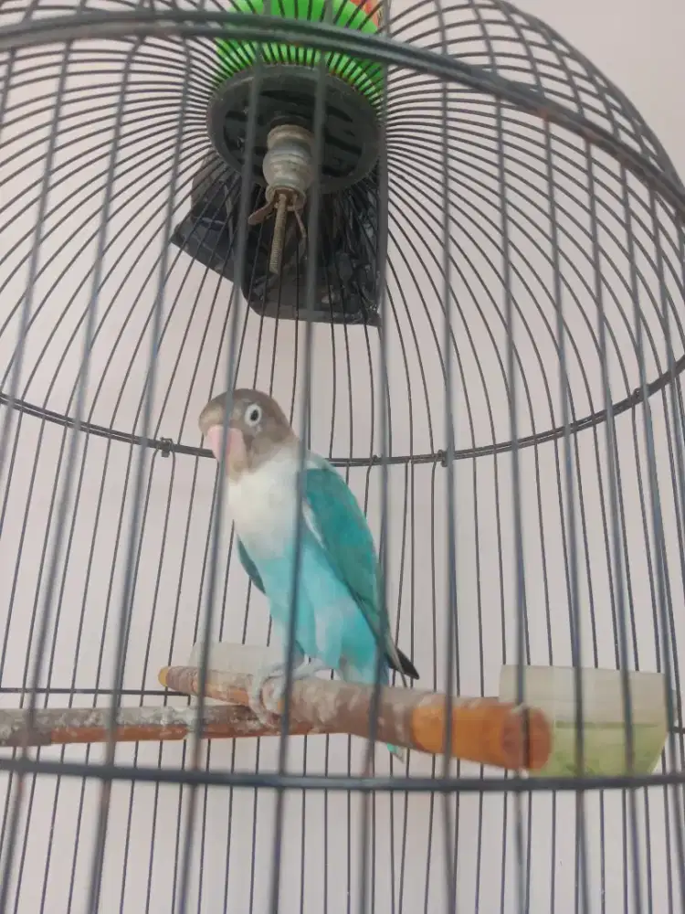Promo beli burung free kandang