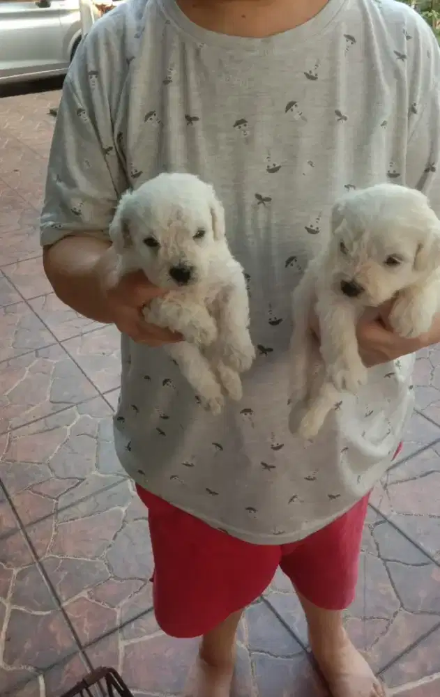 White toy poodle jantan dan betina
