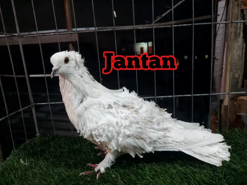 Merpati Frillback Jantan Indukan