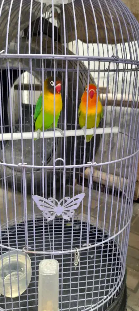 Sepasang Love Bird siap betelur