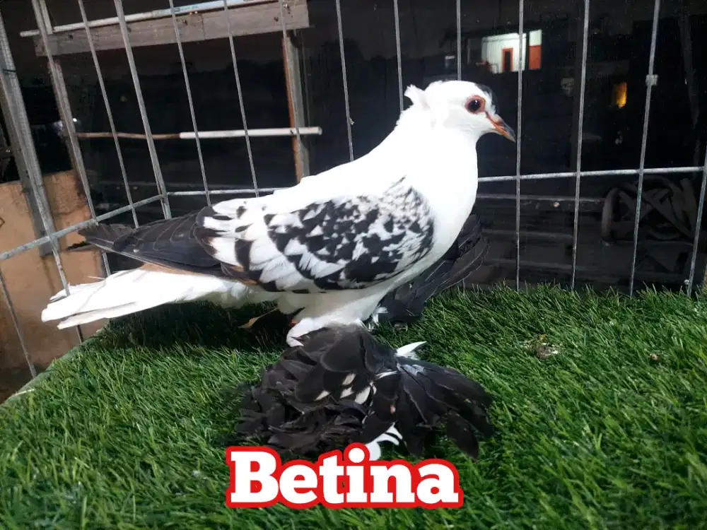 Merpati Hias Saxon Swallow Betina.