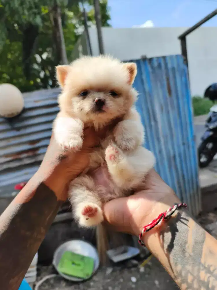 Anak anjing minipom no mix jantan dan betina