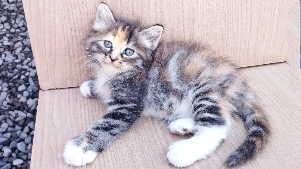 Kucing persia kitten