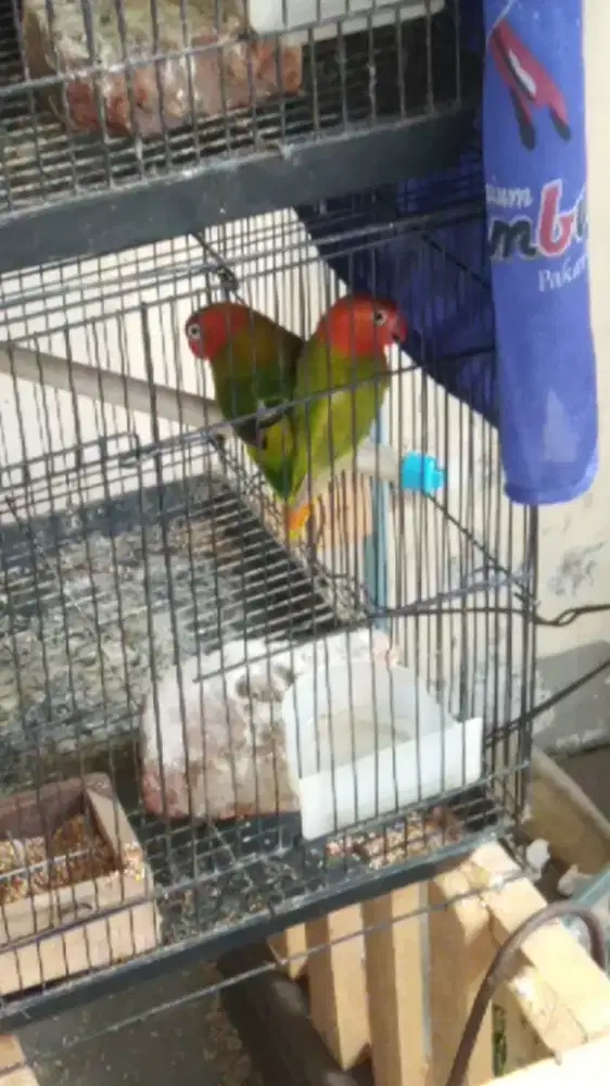Jual 1pasang love bird sudah jodoj