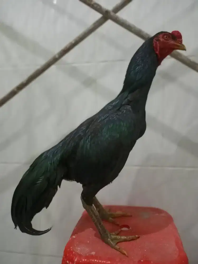 Ayam jago larkumbang
