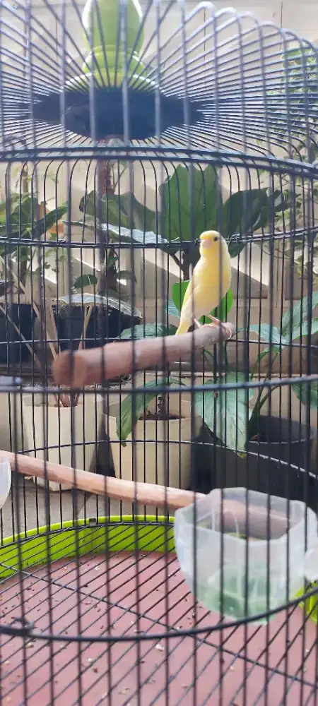 Burung Kenari Kuning Jantan