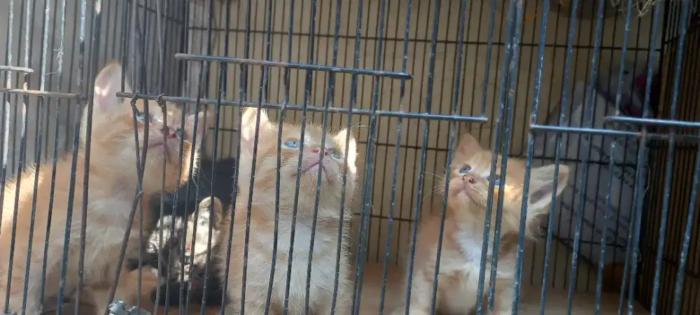 anak kucing persia
