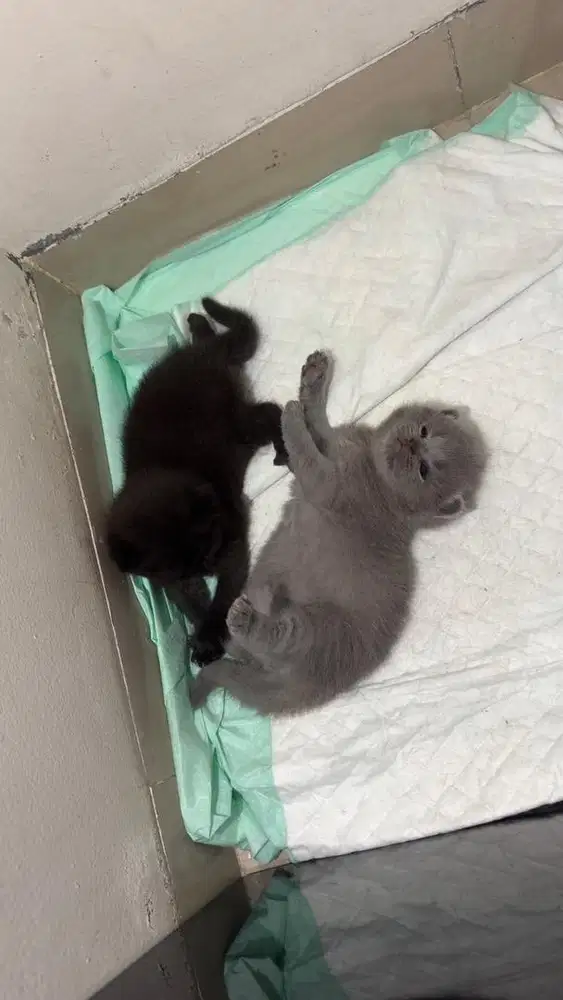 Kitten BSH mix Scottish