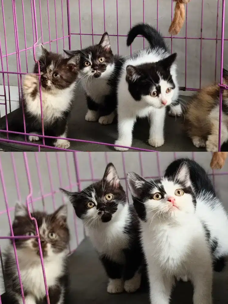 Kitten bsh mix 2 ekor