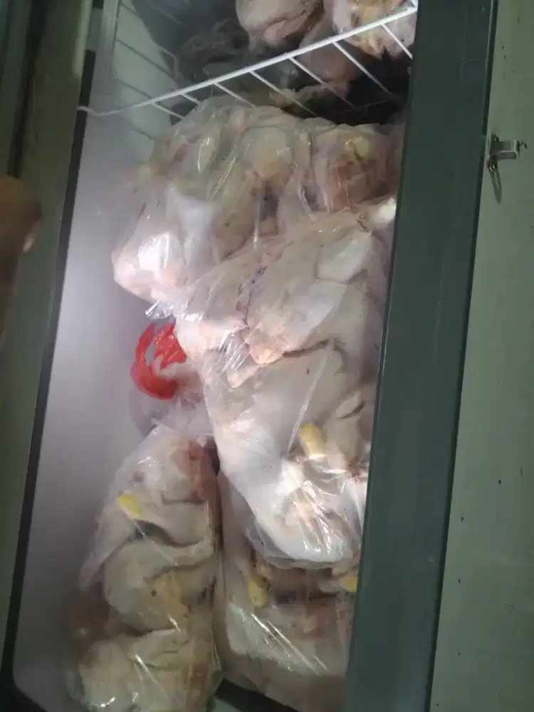 Ayam fresh ready 24 jam