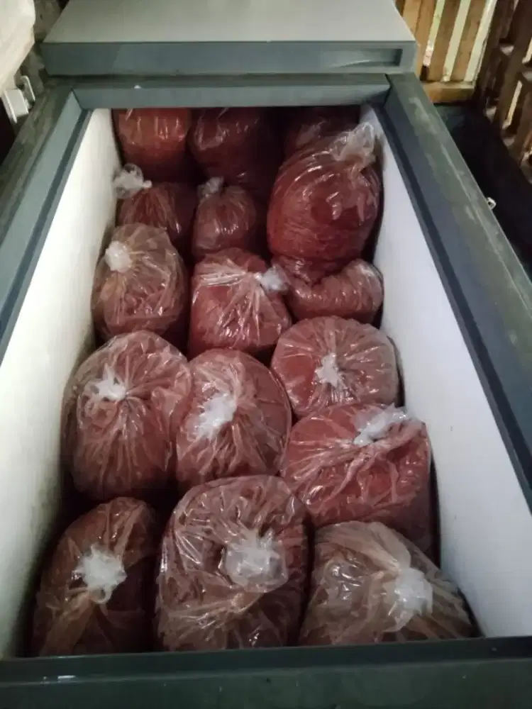 Ccm pakan fresh ayam asli