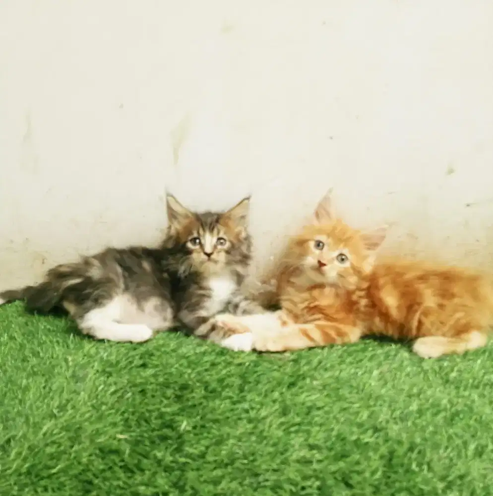 Kitten MaineCoon Jantan Pure No mix