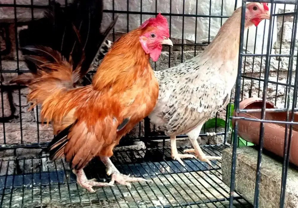 sepasang ayam Tema