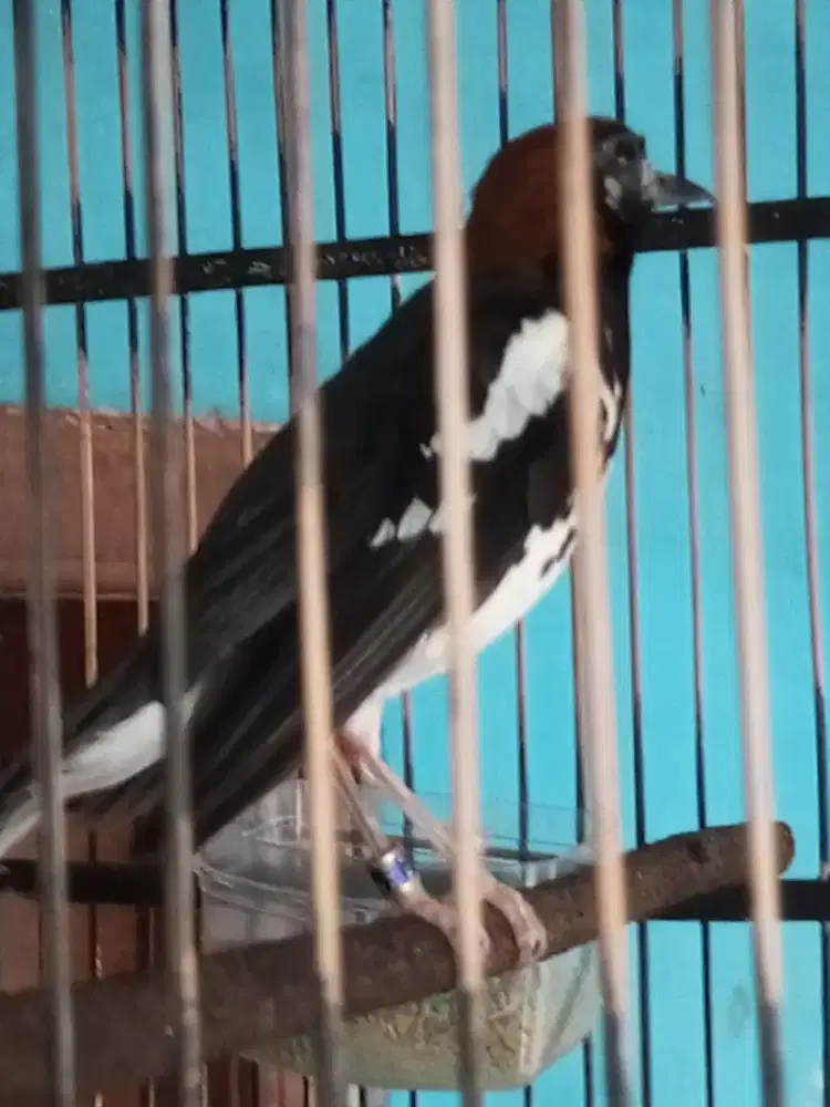 Anis kbang jantan sudah bunyi mgriwik ngplong vide ada di wa
