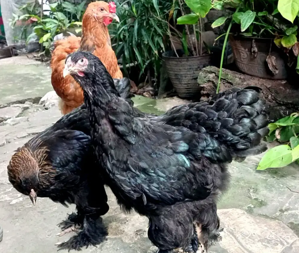 Ayam Brahma siapan 1 jantan 2 betina