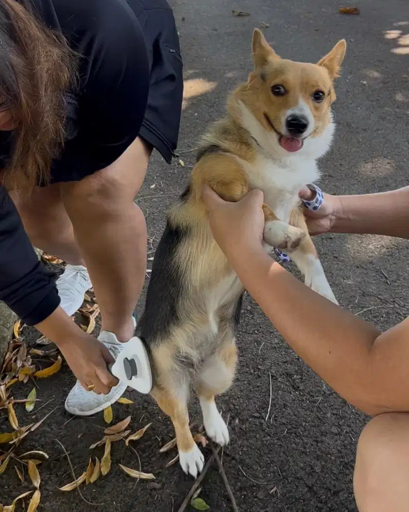 Corgi Dog (Anjing) asli sertifikat